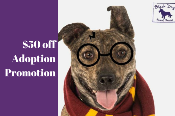 $50 off “Pawgwarts” adoptions in December