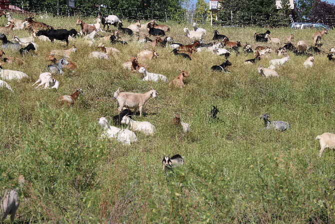 Goats Return To Cheyenne To Feast On Creek Vegetation