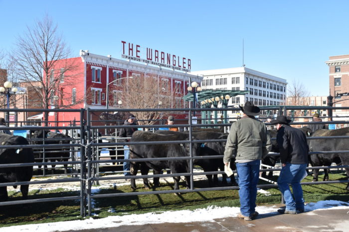 Bull Sale in Downtown Cheyenne