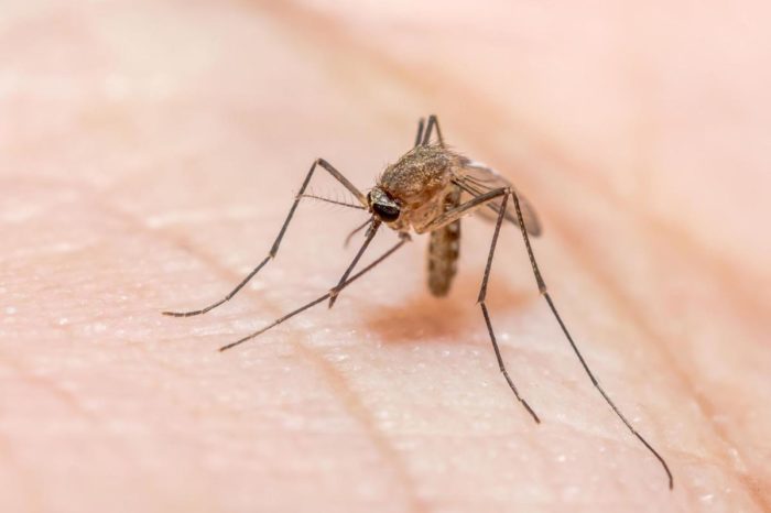 West Nile Virus Already Active in Wyoming for 2019