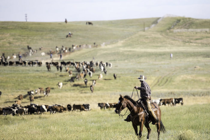 Don't Miss the Cheyenne Frontier Days Cattle Drive this Weekend