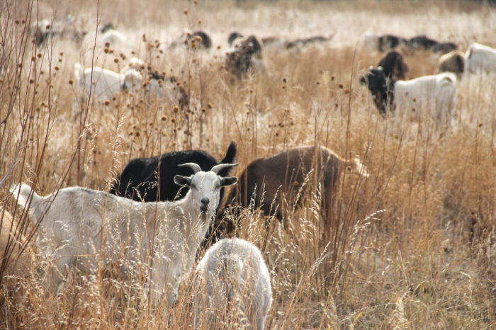 Goats Feasting on Creek Vegetation in Cheyenne