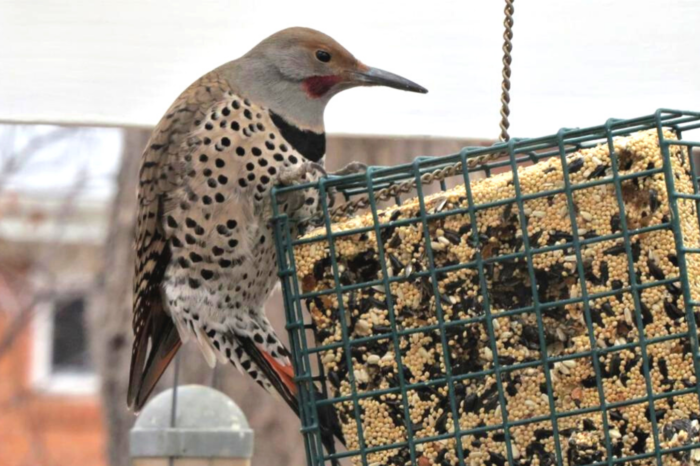 Bird feeding safety: clean feeders, cat fencing, glass obstruction