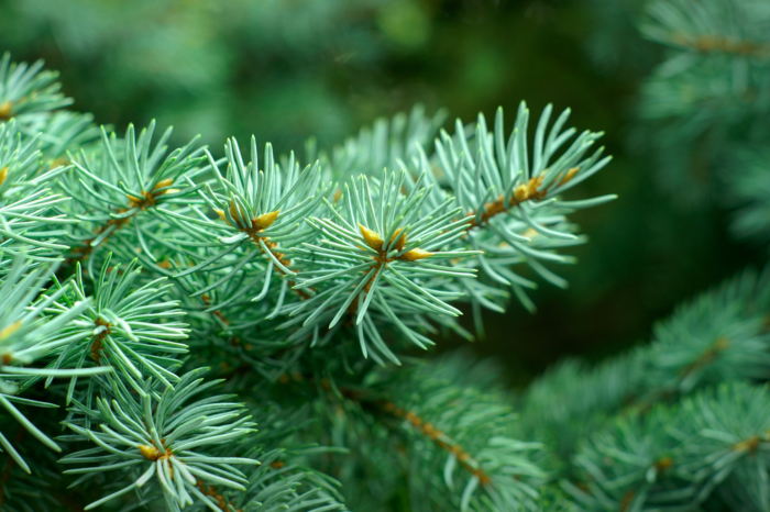 Urban Forestry to Spray Spruce Trees In City Parks and Properties