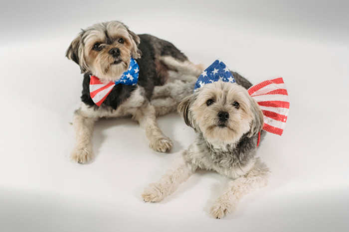 Keep Your Animals Safe During Independence Day Festivities
