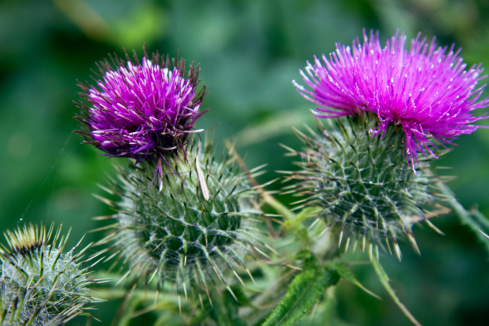 Wyoming Natural Diversity Database Releases New Thistle Field Guide