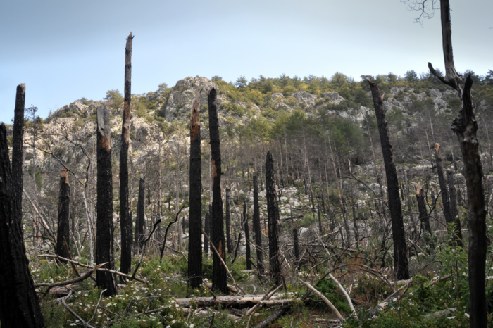 Burned area hazards still a factor for Forest Visitors