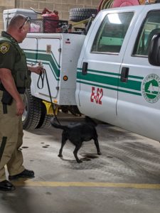 K9 being trained to detect Fentanyl.