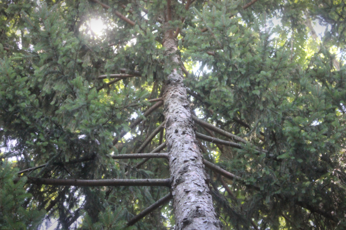 Urban Forestry Crews to Spray Spruce Trees in City Areas