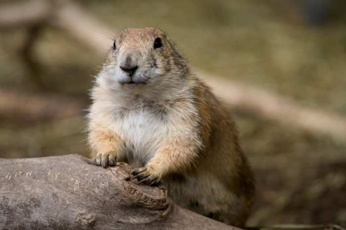 Forest Service Proposes Prairie Dog Shooting Closure in Thunder Basin National Grassland