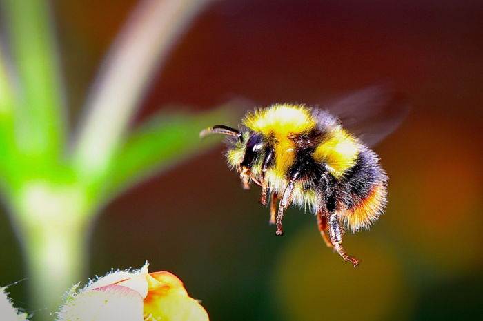 Wyoming State Museum Family Day Event Focus's On "Buzzing Bees"