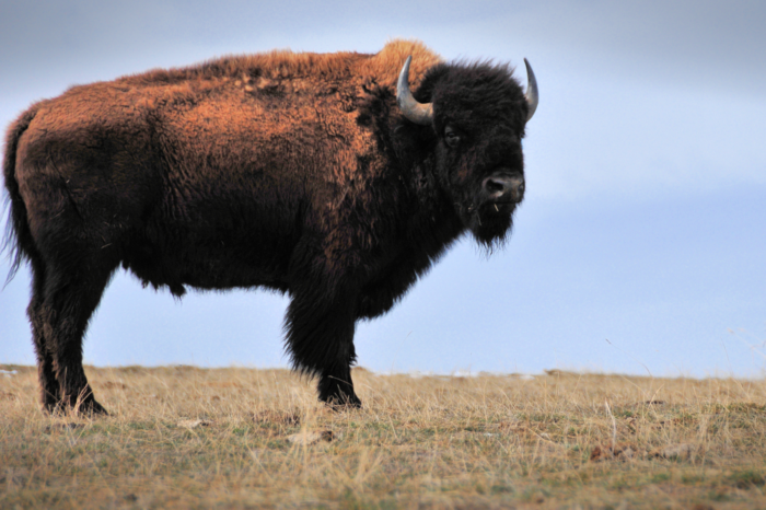 Two Local Partners Awarded Annual USDA Forest Service Rangeland Management Honors