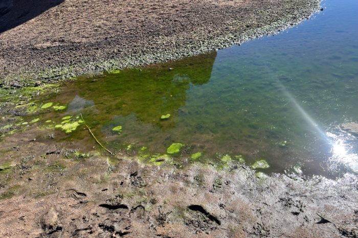 Blue-Green Algae detected in Granite