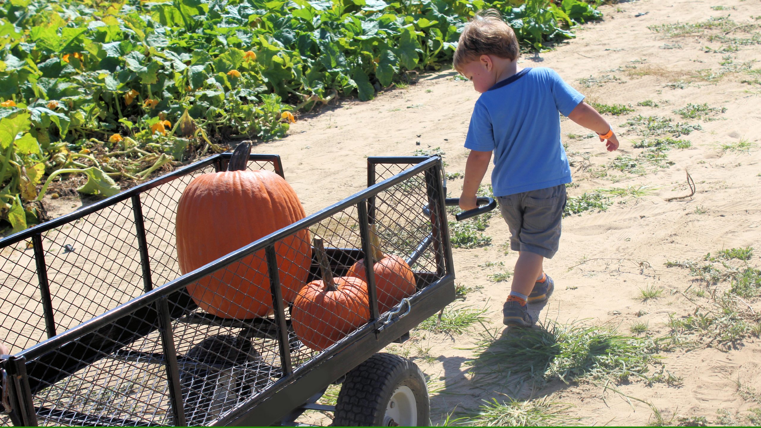 13th Annual Pumpkin Walk with Wyoming Territorial Prison