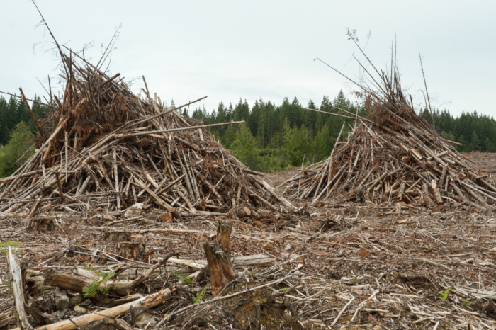 Medicine Bow and Routt National Forests to implement annual pile burning