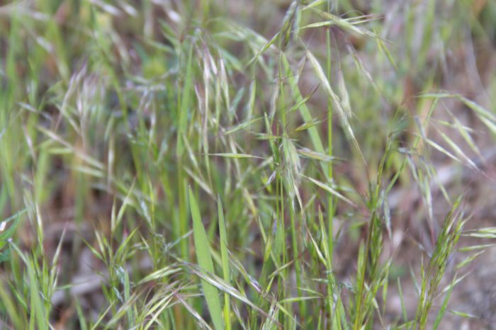 Working Together to Help Save Native Plant Communities in Wyoming