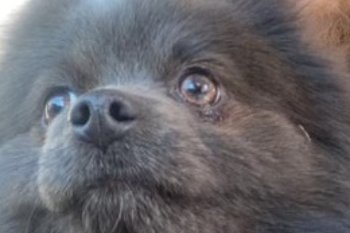 Two Pomeranians Rescued by Animal Control