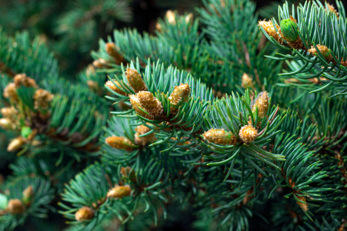 Cheyenne Urban Forestry Suggests Checking Your Spruce Trees