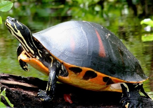 Name That Turtle Contest Continues at Botanic Gardens