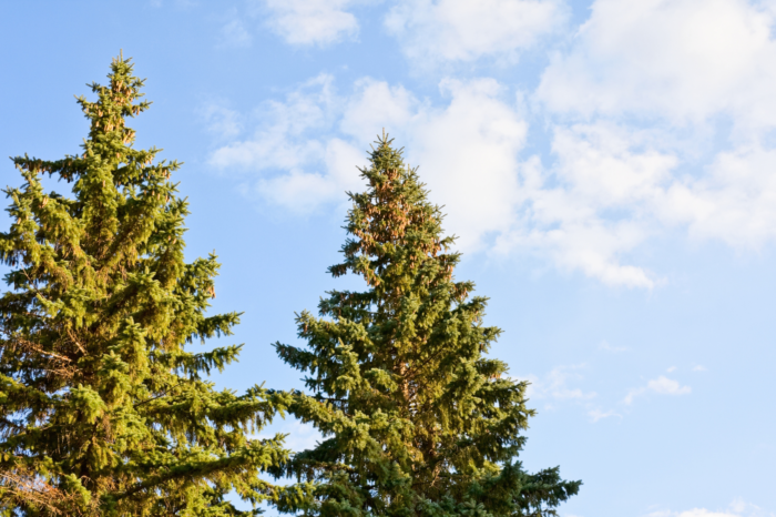 Urban Forestry Crews to Spray Spruce Trees In City Parks