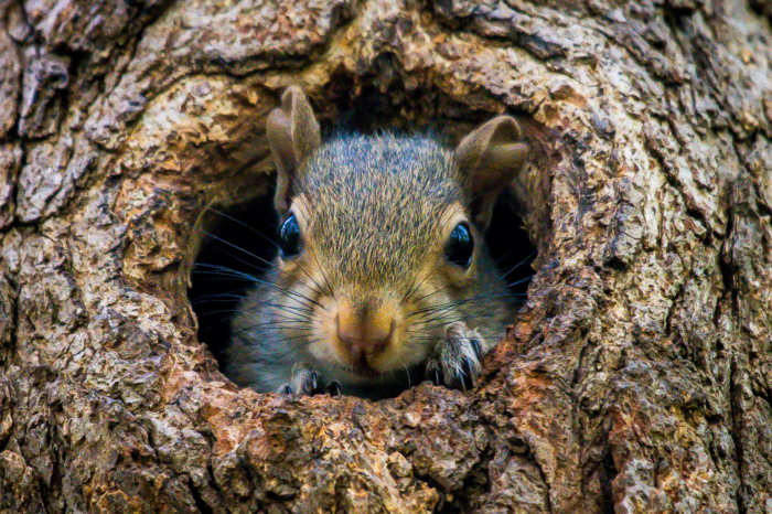 City Urges Residents Not to Feed Squirrels
