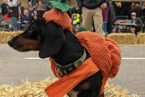 Weiner dog wearing a pumpkin costume.