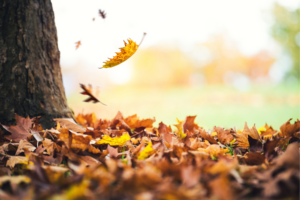 Leaves falling from a tree.