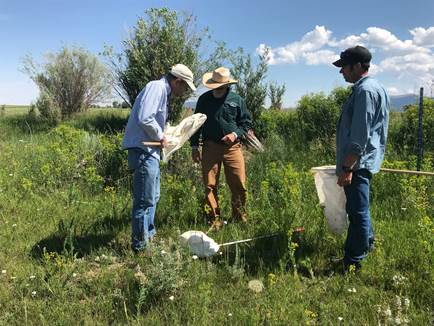 Fighting Invasive Species with Biocontrol in Carbon County