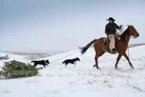 Man on horseback pulling a tree through snow with dogs following.