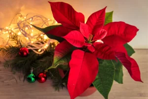 Poinsettia on a table by string of lights.