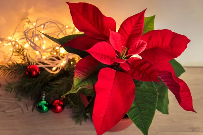 How did Poinsettias become the Christmas Plant?