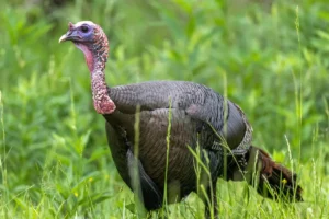 Turkey standing in grass.