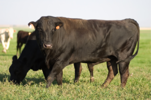 Bull grazing in pasture.