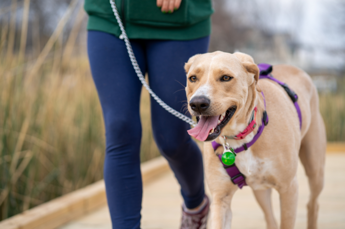 Keep Your Dogs Safe: Cheyenne Leash Laws Enforced!