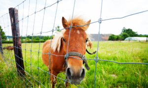 Pony in a field behind a wire fence.