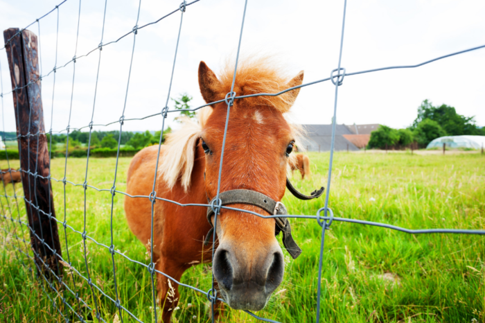 Pony in a field behind a wire fence.