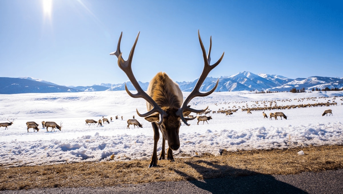 Thousands of wapiti are ready to leave the National Elk Refuge