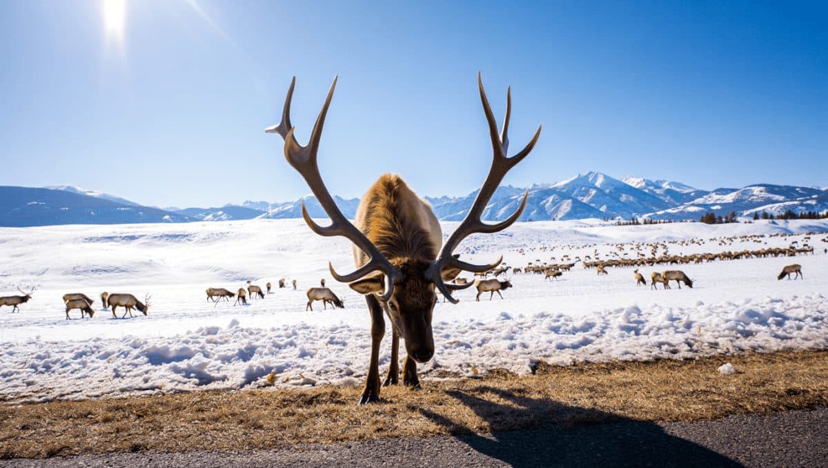 Thousands of wapiti are ready to leave the National Elk Refuge