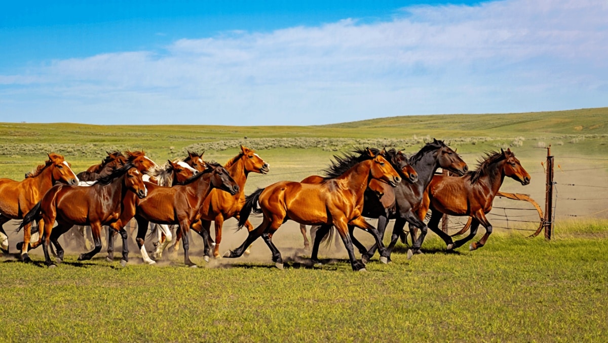 
			Wild horse wipeout in Wyoming’s ‘checkerboard’ delayed until October due to funding, staffing, legal woes		
