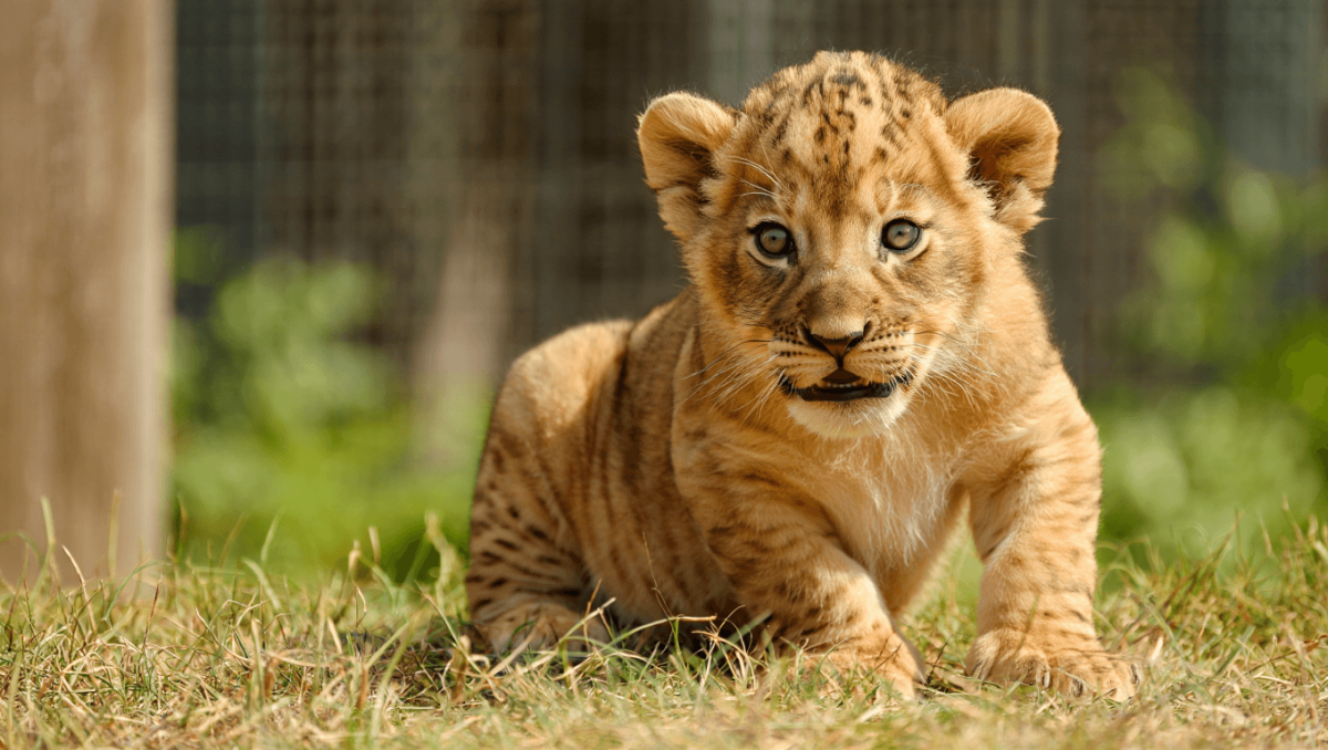 Pittsburgh Zoo has first lion cub in 6 years, and she just made her video debutAnimalkind