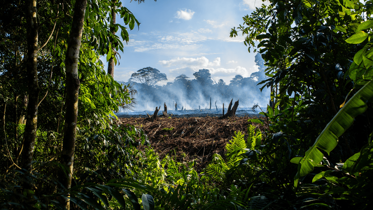 Brazil reports drop in Amazon deforestation rates, pushing back on US tariff accusations
