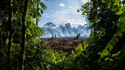 Brazil reports drop in Amazon deforestation rates, pushing back on US tariff accusations