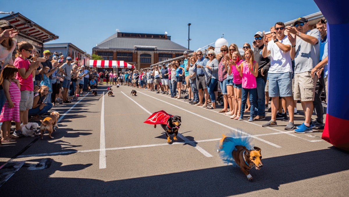 Off to the races: Cheyenne’s inaugural Wienerfest debuts with dachshund races, costumes