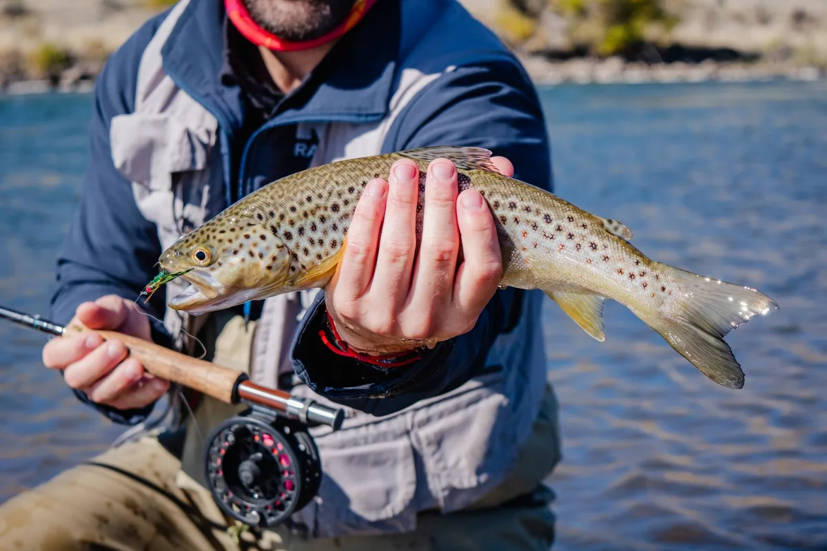 Trout in warm, shallow water with reduced oxygen levels due to high temperatures and low stream flow
