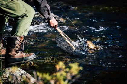 Angler releasing a trout into a shallow, warm stream during low-water conditions