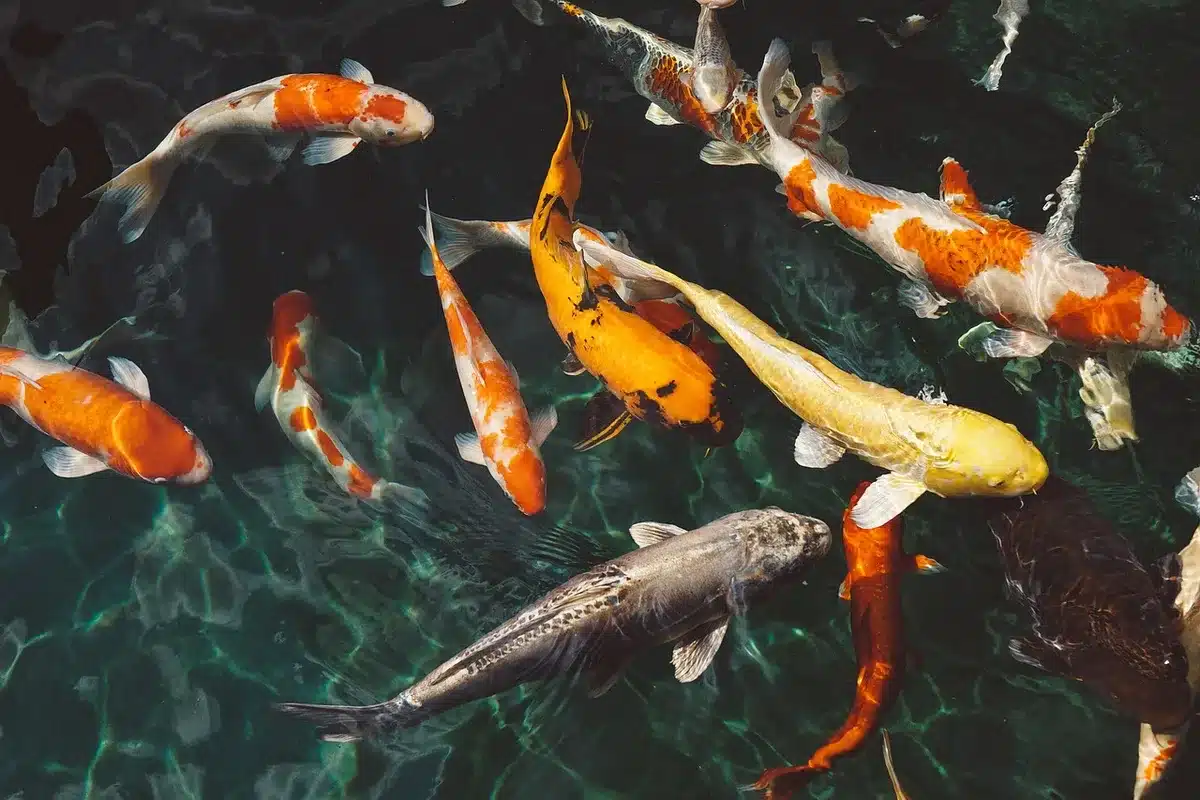 Invasive carp swimming in freshwater river or lake environment