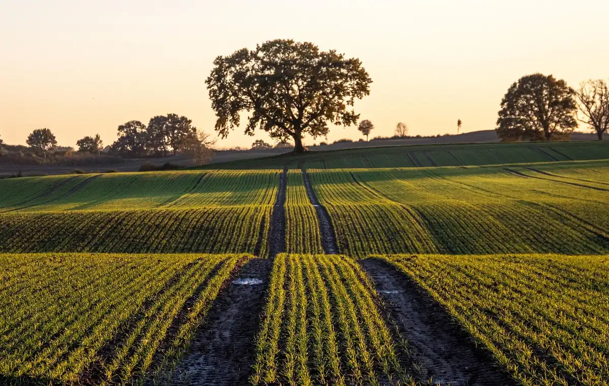 Farmland with tractor and sparse crops illustrating tighter farm incomes