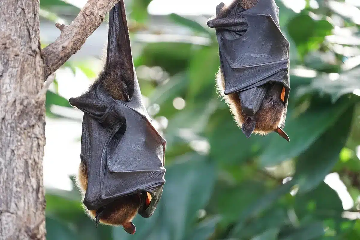 Cluster of small bats hanging in a maternity roost inside an old structure