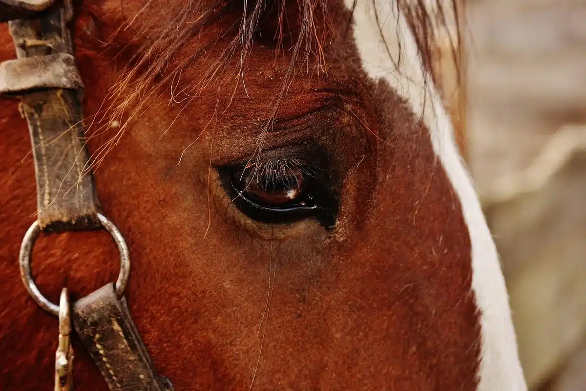 Empty racetrack stable with tack and a lone saddle, evoking a career with thoroughbreds and racing
